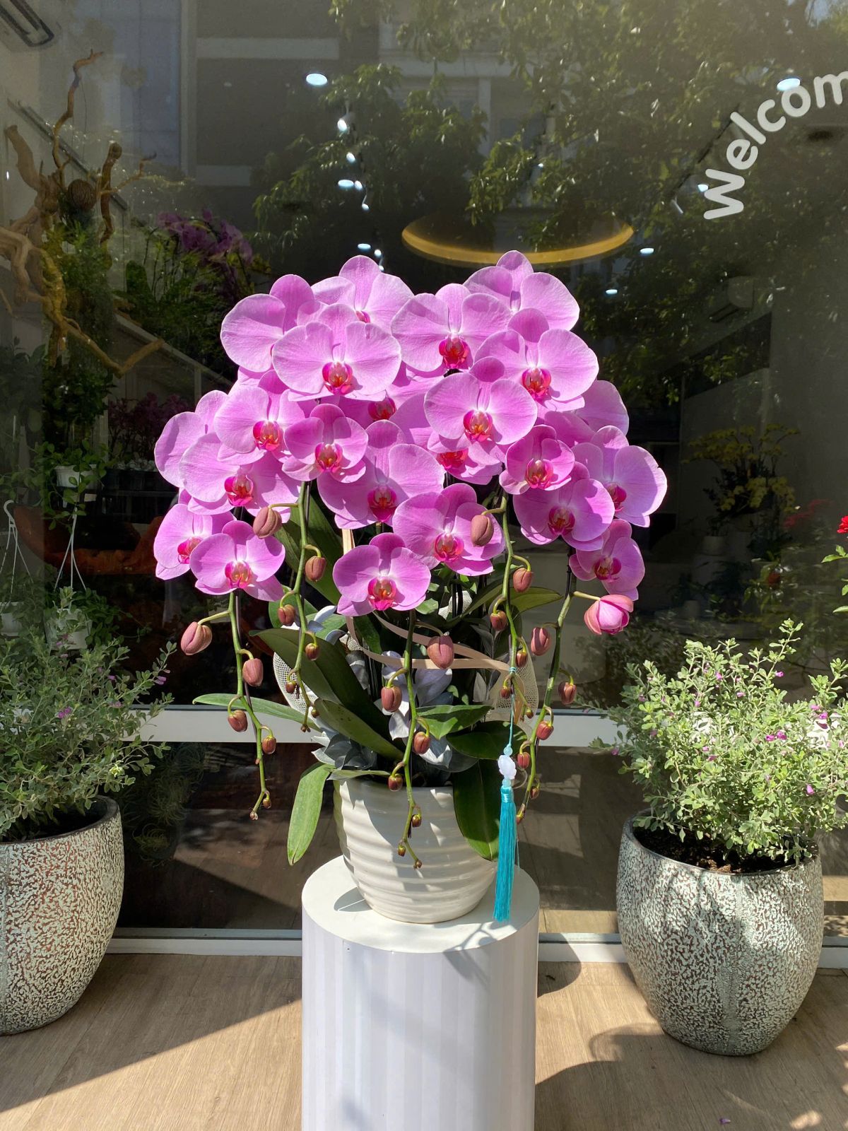 Chậu Hoa Lan Hồng